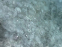 Медузы заполонили Черное море у берегов Сочи