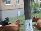 Сочинцев возмутило стадо разгуливающих по городу коров