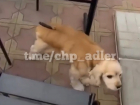 Садизм: работник кафе в Сочи воткнул нож в спину собаки