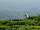 Более 25 тонн чайного листа собрали в Сочи