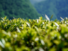 Рекордное количество урожая собрали сочинские чаеводы
