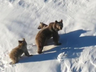 Семья из трех медведей попала на видео в горах Сочи 
