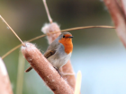 В природном парке Сириуса изучают миграционных птиц 