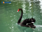 Семья черных лебедей в сочинском парке «Дендрарий» обзавелась потомством 