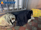 «Мир не совсем прогнил»: неравнодушные сочинцы накрыли бездомных собак одеялами