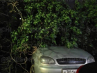 Дерево рухнуло на припаркованные автомобили в Сочи