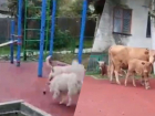 Детскую площадку в Сочи оккупировали бездомные собаки и крупный рогатый скот
