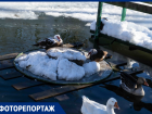 Серая шейка: в Кавказском заповеднике дети изучили мир водоплавающих птиц