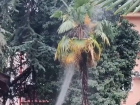 На городской площади в Сочи загорелась пальма 