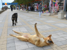 В Сочи запустили мобильное приложение для поиска и помощи собакам