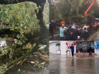 Шторм повалил дерево на проезжую часть и забор “Кинотавра”, улицы снова затопило: последствия шторма 21 сентября
