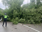 Упавшее из-за непогоды дерево перегородило федеральную трассу Джубга — Сочи