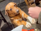 «Такая мордашка жалостливая»: бездомный пес из Сочи покорил пользователей интернета