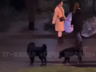 Неравнодушные девушки в Сочи спасли бездомную собаку от агрессивной стаи