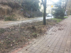 В Сочи оползень повалил дерево на проезжую часть