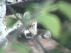 Котенок леопарда родился в нацпарке Сочи