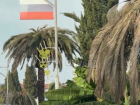 Пока власти решают, кому в Сочи принадлежат пальмы, деревья продолжают массово гибнуть