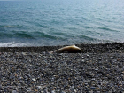 Очередного мертвого дельфина нашли на пляже в Сочи