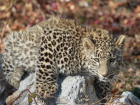 Трех леопардов из Сочи планируют выпустить в дикую природу