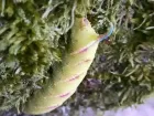 Жители Сочи обнаружили необычную гусеницу