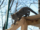 Уникальный момент охоты молодых леопардов из Сочи попал на видео