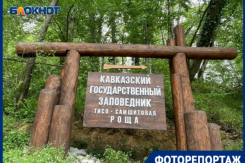 Почему Тисо-самшитовая роща входит в топ-10 мест для посещения Сочи
