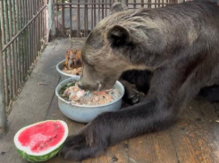 Ужин медведя, спасенного из скандального сафари-парка в Сочи, попал на видео