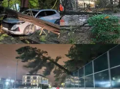 Пострадали машины, жилой дом, ЛЭП и дороги: ураганный ветер повалил множество деревьев в Сочи