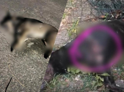 Двое мужчин расстреляли спящих собак на глазах у детей в Сочи