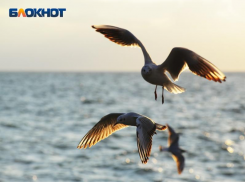 Потепление ожидается на территории Сочи