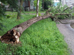 Падали деревья...