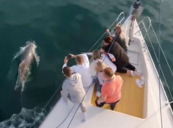Сочинские дельфины поразили туристов морским шоу 