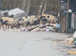 Свиньи едят мусор, а люди свиней: в Сочи появилась своя пищевая цепочка
