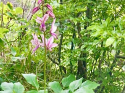 «Изящный убийца»: одно из самых опасных растений Кавказа зацвело в Сочи