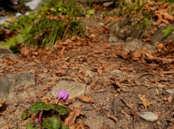 Цикламены распустились в канун зимы в Сочи