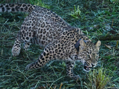 Трех леопардов выпустят на волю из Сочинского нацпарка