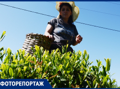 Корреспондент «Блокнота» посетил старейшее чаеводческое предприятие в Сочи