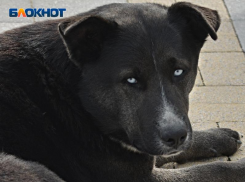 В Сочи запретили гулять с собаками в общественных местах