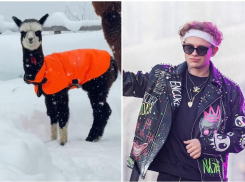 Рэпер из Москвы взял под опеку альпаку из парка Сочи