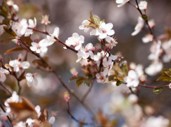 В центре Сочи расцвел черешневый сад