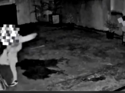 В Сочи мужчина избил старую собаку на глазах у детей