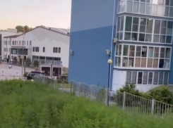 Аллергики страдают: жители элитного ЖК в Сочи пожаловались на заросли амброзии