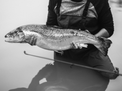  На 1/3 нарастило объемы форелевое хозяйство Сочи