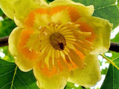 В Сочи зацвели деревья эпохи динозавров