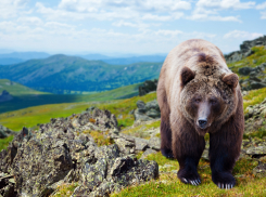 В Сочи решают, как бороться с нашествием медведей