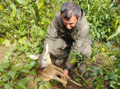 В Сочи спасли косуленка, забравшегося во двор жилого дома