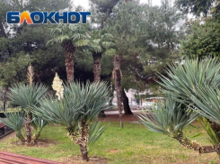 Питомники для выращивания пальм могут появиться в Сочи