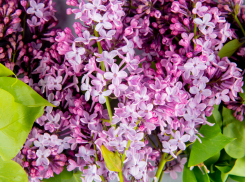 Из-за аномального тепла в Сочи зацвела сирень