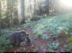  Медведь уничтожил фотоловушку в горах Сочи