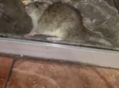 Крысы атаковали пекарню в центре Сочи